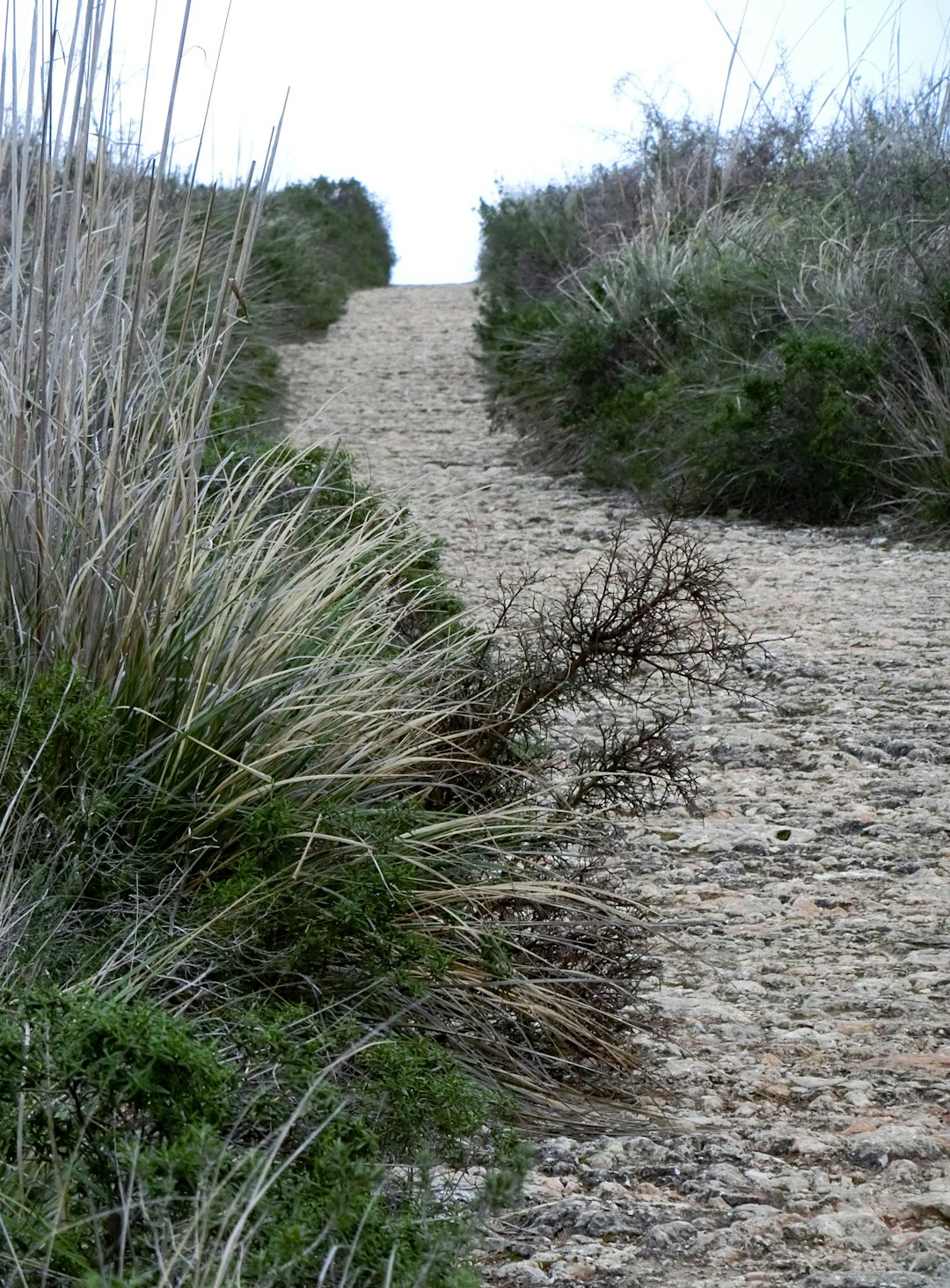 Coastal path with soft light